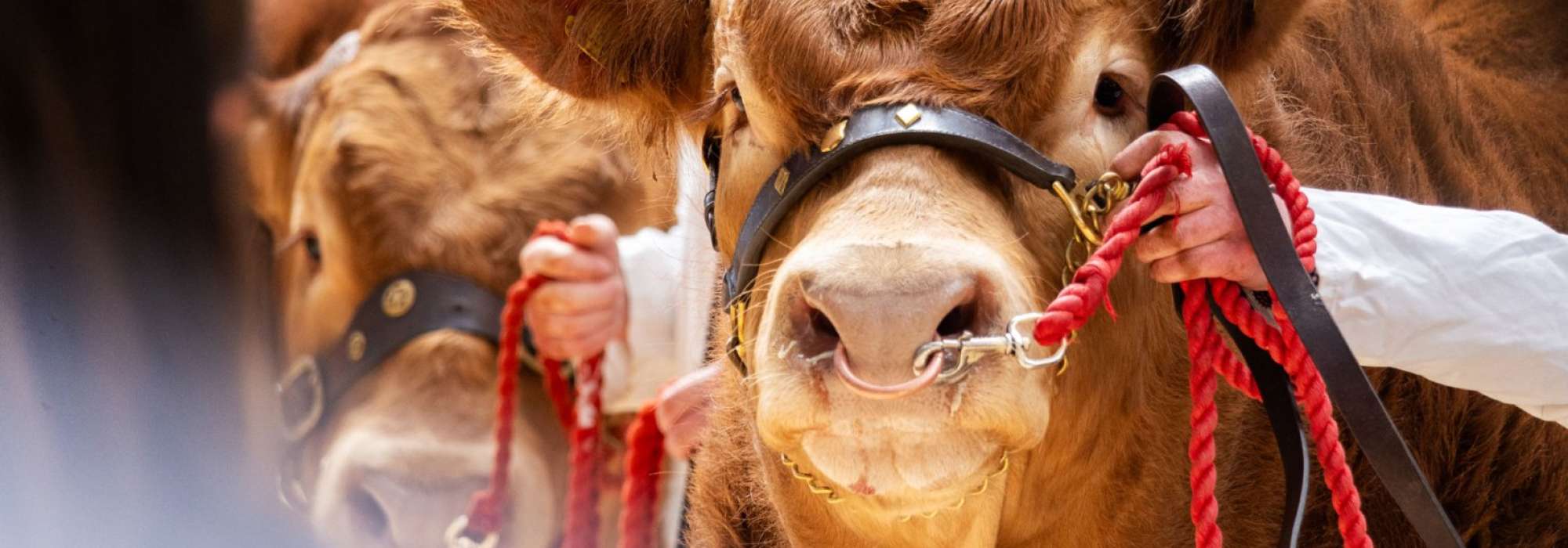 Brown and white pedigree bull with a red rope around it.