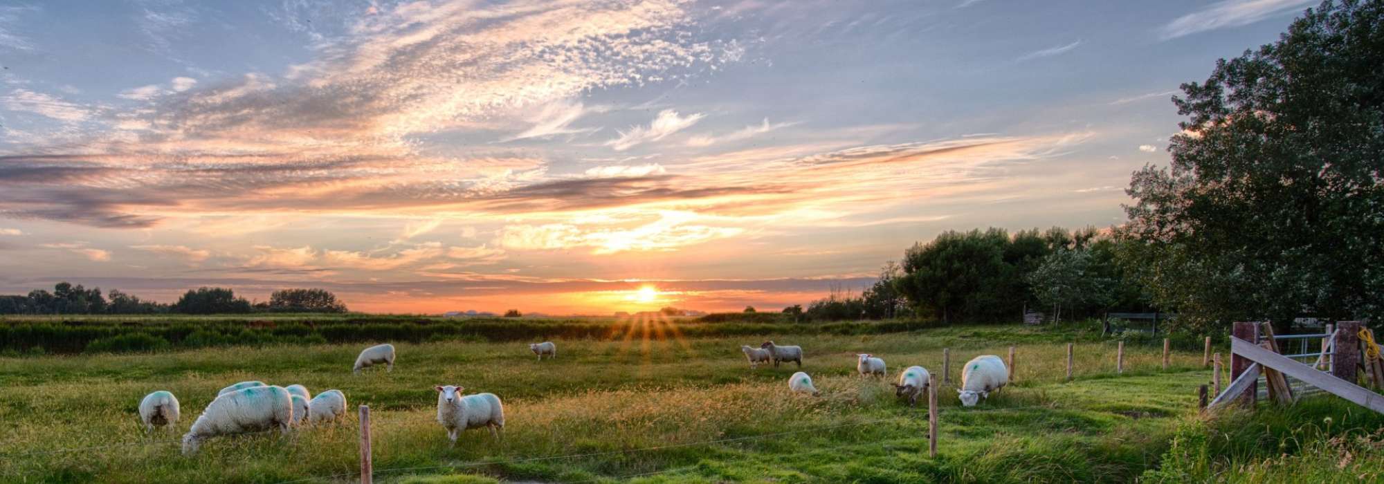 Lovely sunset and cloudy sky over field with sheep in it and lake in distance 