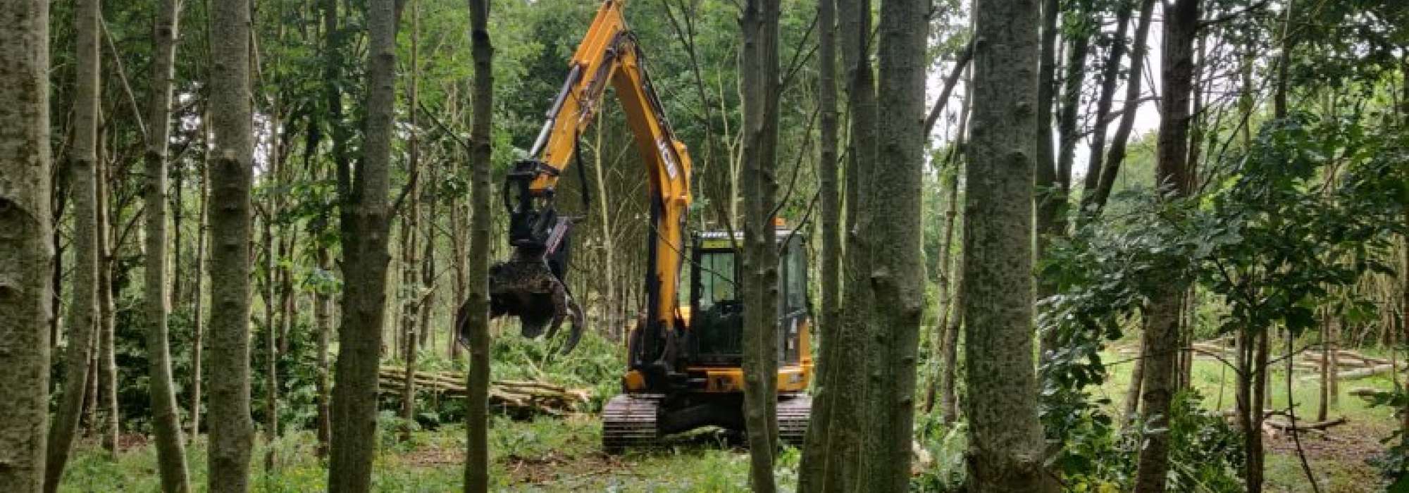 A digger in a woodland, picking up trees that have just been cut down to begin the process of felling.