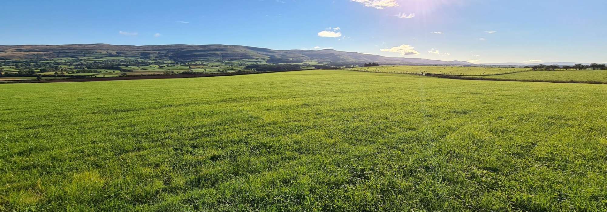 Green grass landscape