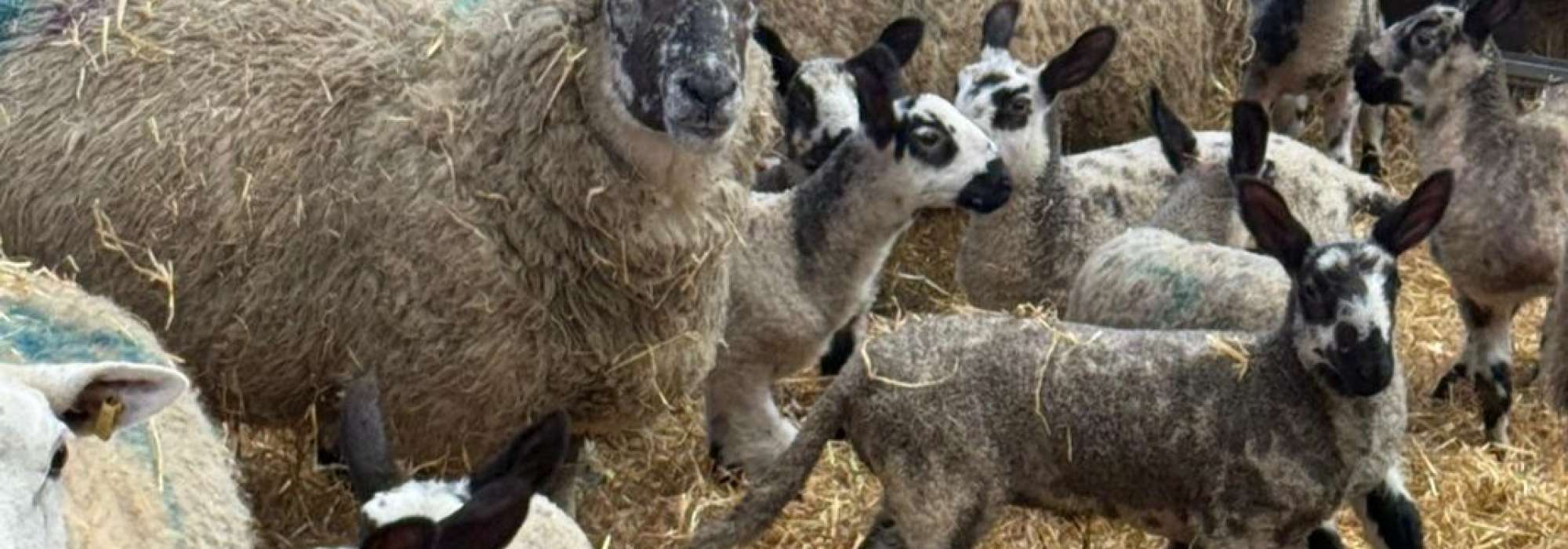 Black and white sheep and lambs in a pen standing on the hay.