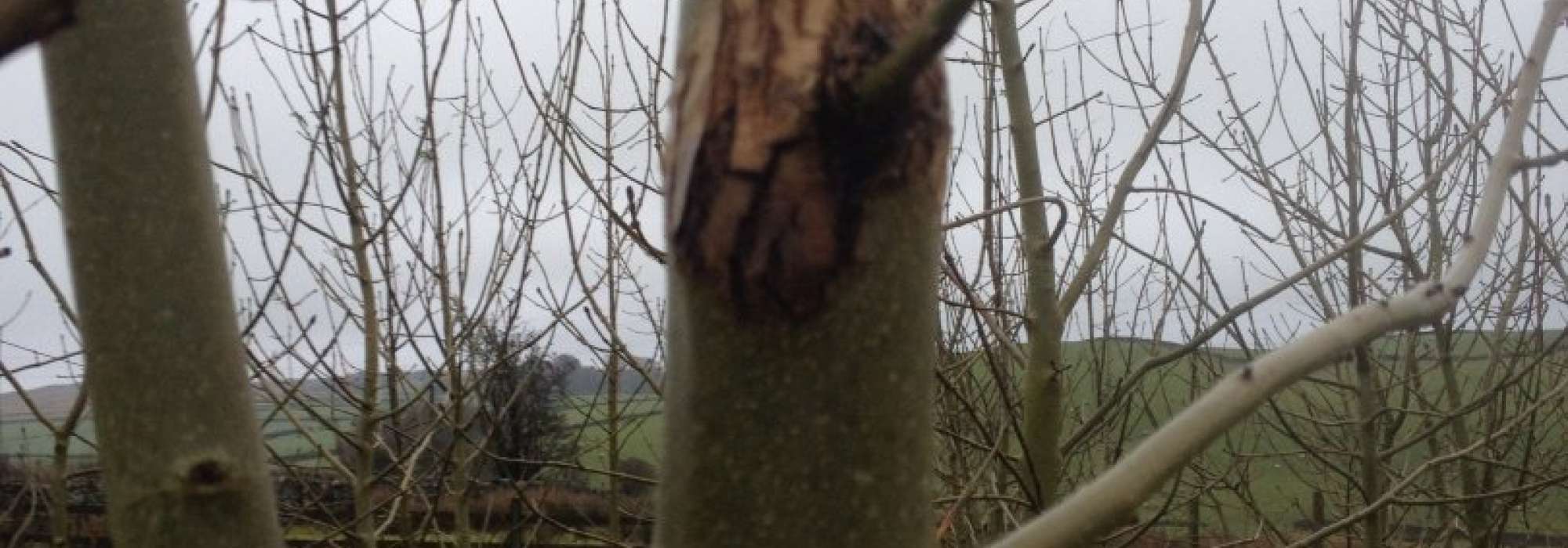 The effects of Ash Dieback on trees. 