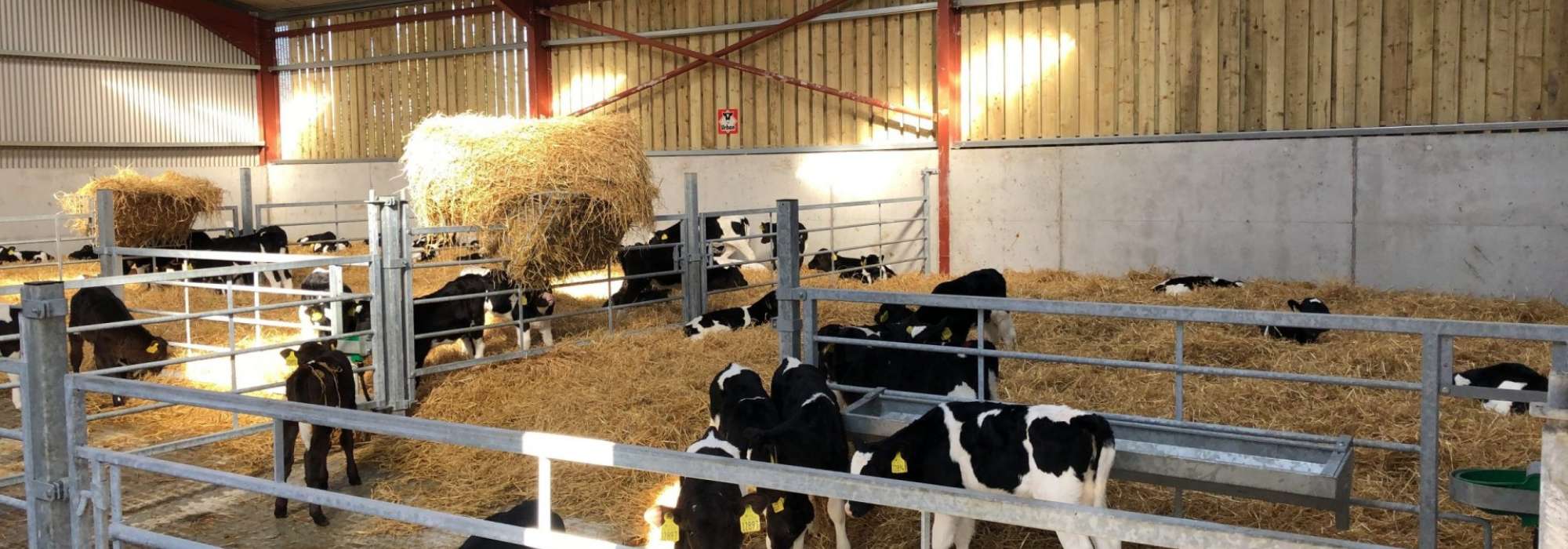 Calves in calf housing units with plastic calf shelters and metal gates, on a farm yard