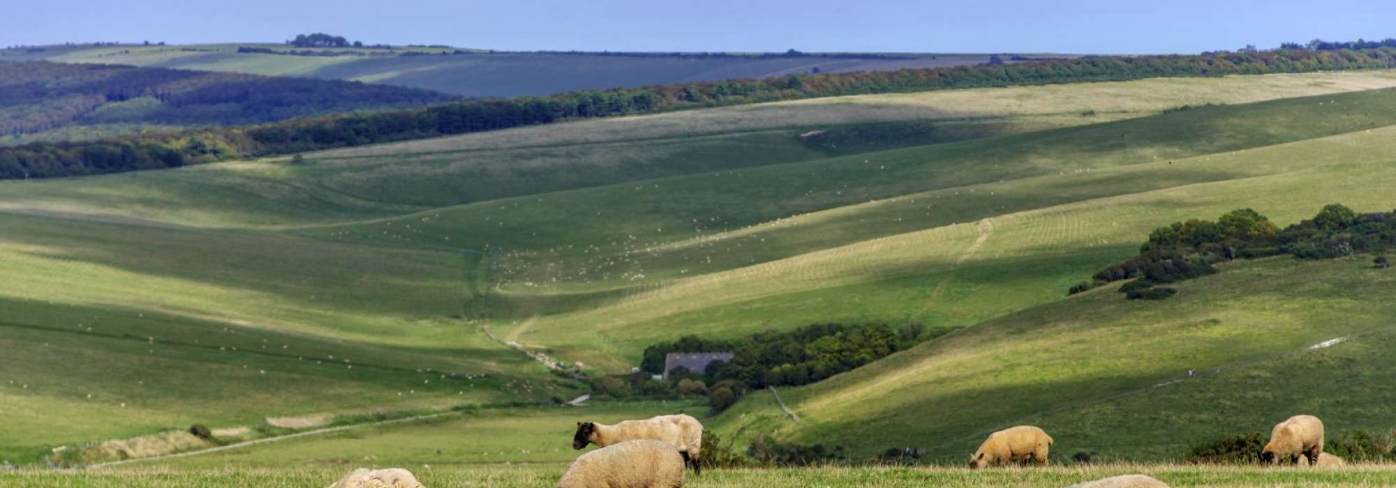 Green grass landscape