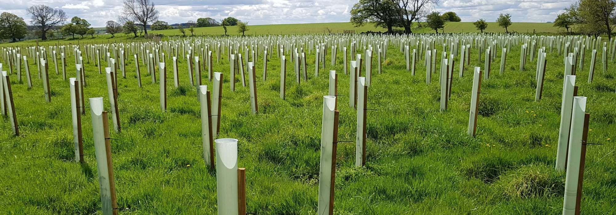 Trees being planted in a field