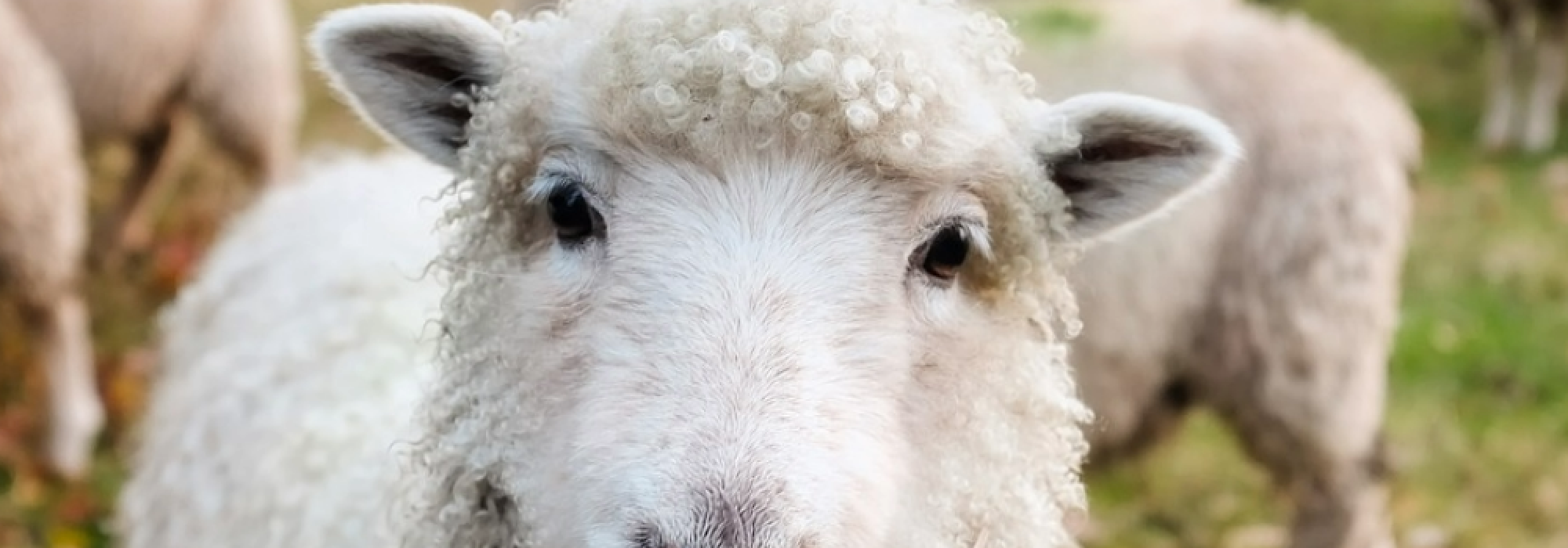 Sheep standing in a field, all white and one black. 